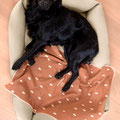 Schwarze Hund liegt im Hundebett von Palopa