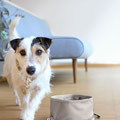 Jack Russel vor Hundenapf Tura von Palopa
