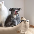 Hundebett Fred PALOPA - LÄSSIG