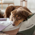 Hund im Hundebett mit Hundedecke Ida von Palopa