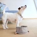 Jack Russel schaut nach oben vorm Futternapf von Palopa