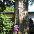 樹齢４００年杉の御神木