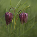 Schachbrettblume, Kiebitzei; Fritillaria meleagris