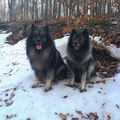 Hera und ich haben die letzte Schneedecke Iim Wienerwald gefunden