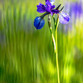 Schwertlilien Irisblüte