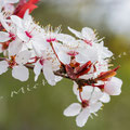 Kirschblüte 271