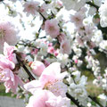 ❁ 桃の花