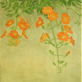 凌霄花　（4号）
