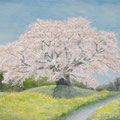 吉高の大桜　（お店よりご依頼、４号）