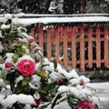 金沢　雪とサザンカ