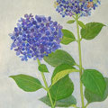 紫陽花（浮世絵大判サイズ）