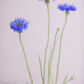 ヤグルマギク　写真ではうまく出ませんが、この花の青紫が素晴らしく美しい　　※Sold