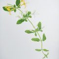 スイカズラ　古くなった花は黄色くなるので「金銀花」、常緑なので「忍冬」とも言う。花は甘い香り。