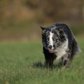 Australian Shepherd