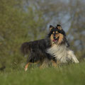 Collie