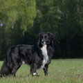 Bordercollie- Mischling