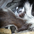 Kuscheln in Mamis buschiger Rute