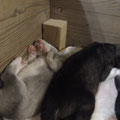 in die Ecke kuscheln auch