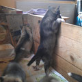 Ziemlich anstrengend dieses Stretching