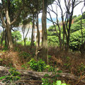 Part of the Property / Teil des Grundstücks