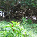 Part of the Property / Teil des Grundstücks