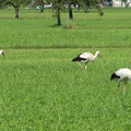 Rhein-Land mit allerlei Getier: Storch ...