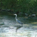 ... und Fischreiher im Rheinkanal