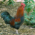 Hahn