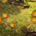 Dacrymyces stillatus Zerfließende Gallertträne  