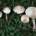 Lepiota cristata Stink-Schirmling