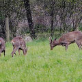 Rehrudel-Schloßwald