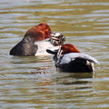 Tafelenten