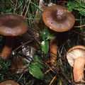 Lactarius hepaticus Leberbrauner Milchling