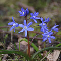 Zweiblättriger Blaustern