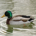 Stockente