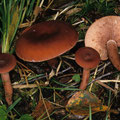 Lactarius camphoratus Kampfer-Milchling