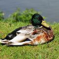 Stockente