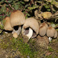 Coprinellus verrucisformis