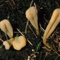 Clavaria argillacea Gelbstielige Heide-Keule