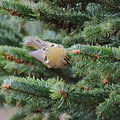 Wintergoldhähnchen