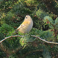 Wintergoldhähnchen