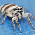 Zebra-Springspinne Salticus scenicus  