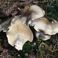 Tricholoma saponaceum var. cnista Grauer Seifen-Ritterling