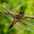 Segellibelle Vierfleck Libellula quadrimaculata