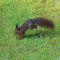 Eichhörnchen