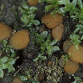 Sphaerosporella brunnea   Brandstellen-Kugelsporborstling 