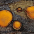 Scutellinia umbrorum   Orangeroter Schildborstling