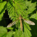 Kohlschnake Tipula oleracea