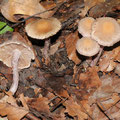 Inocybe griseolilacina Grauvioletter Risspilz