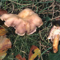 Cantharellus amethysteus Amethyst-Pfifferling